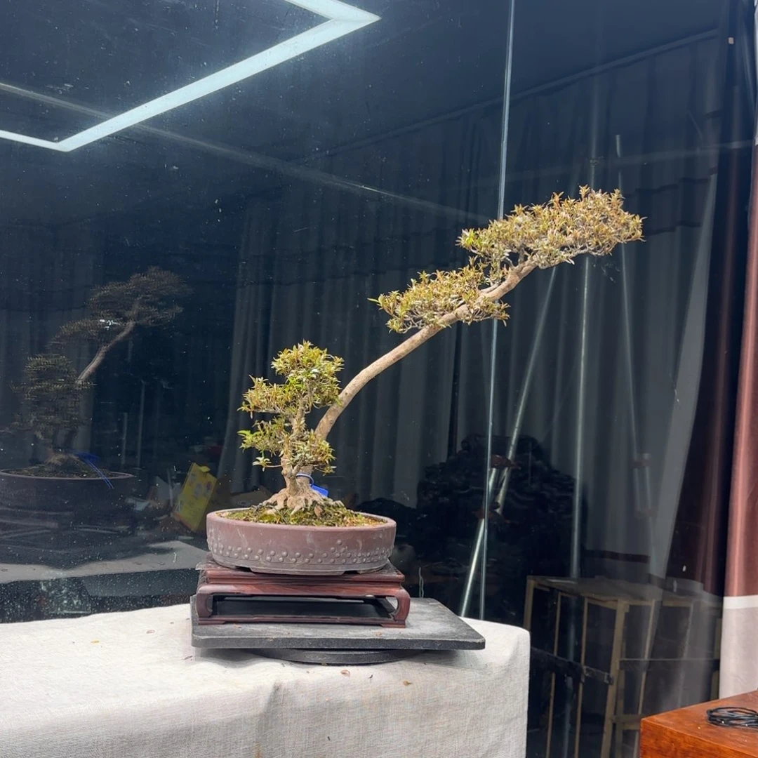 努*花卉苗木6756