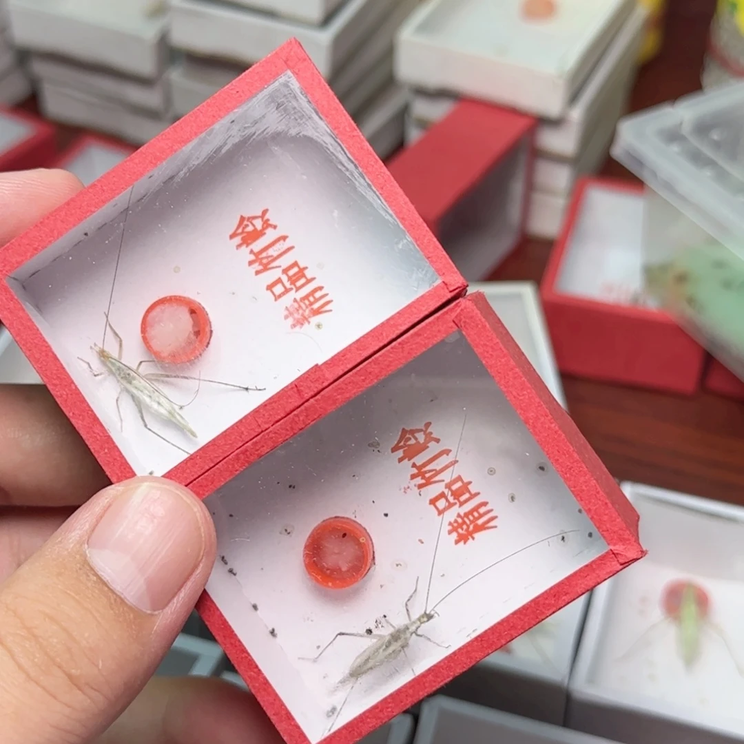 黑紫竹蛉2只