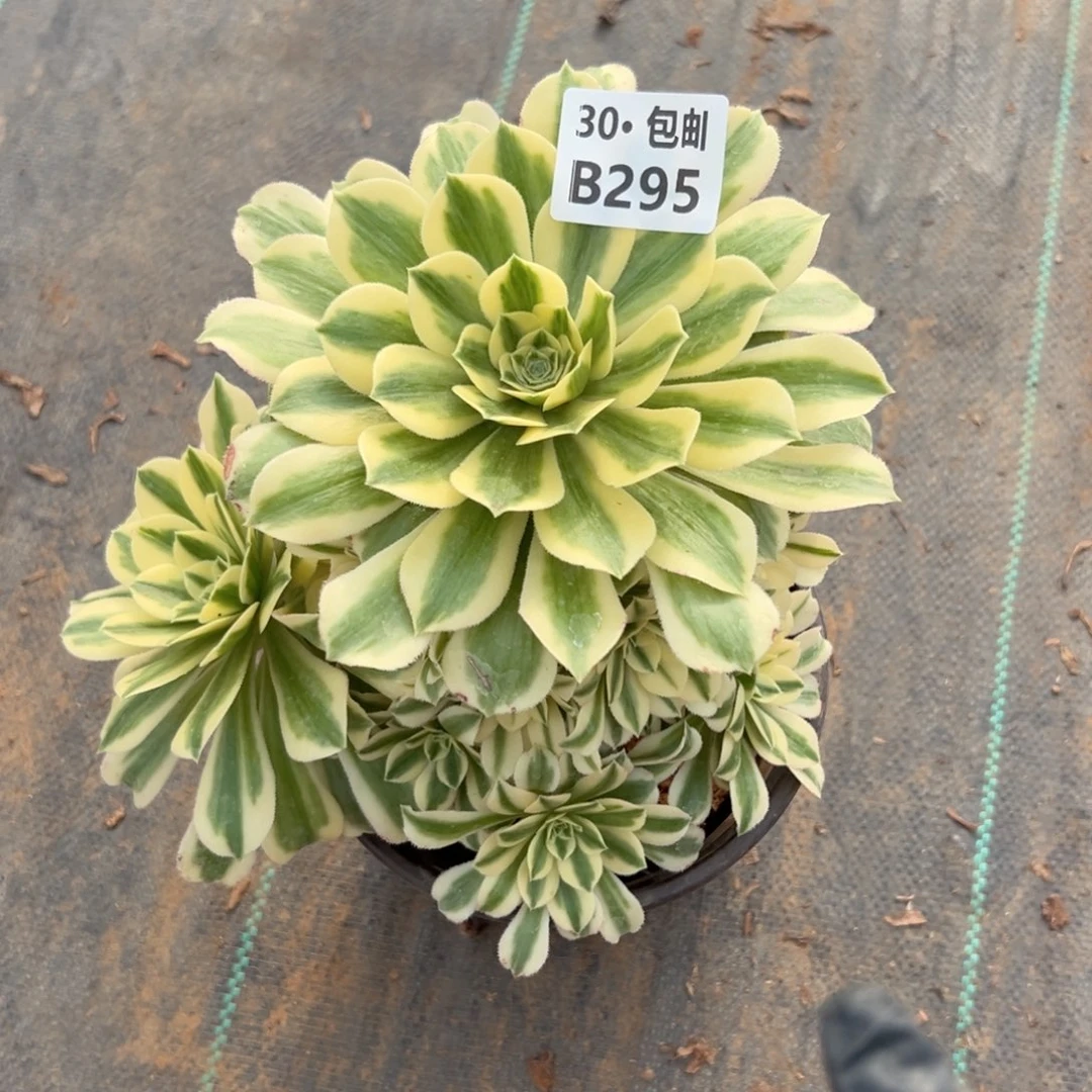 295 多肉法师断枝不包