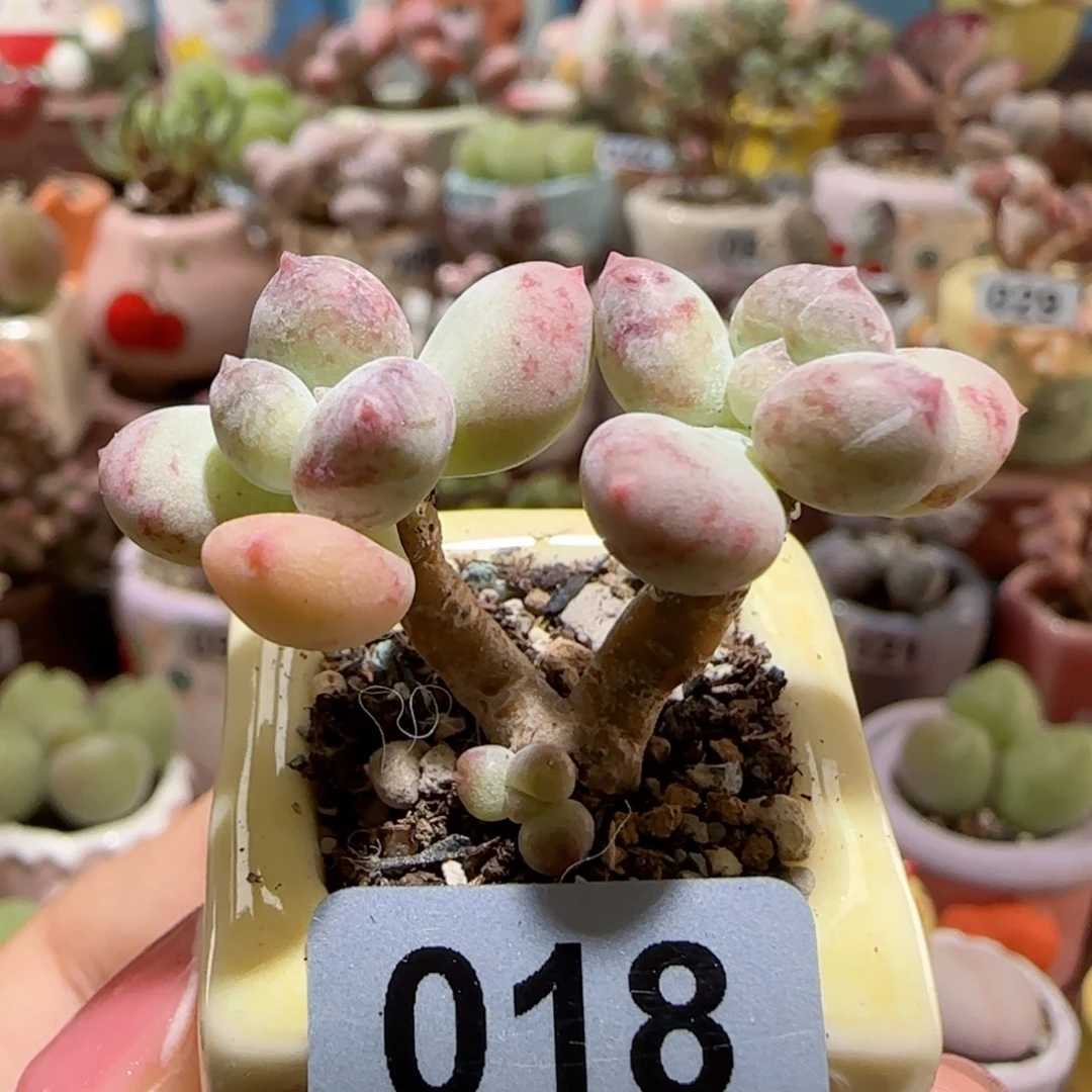 T仙女彩虹盆口2cm