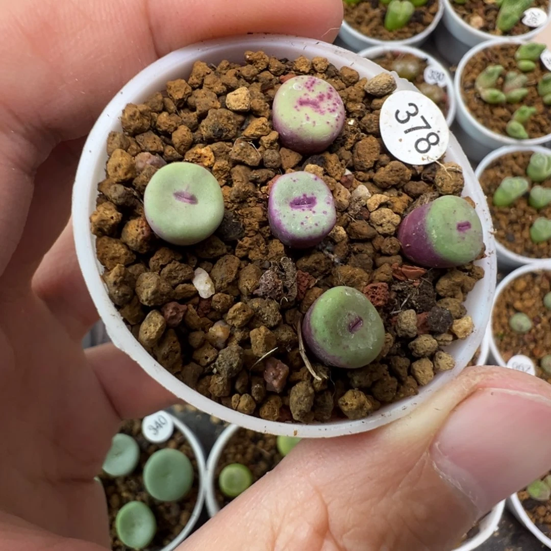 ts427红嘴一颗脱土3780000