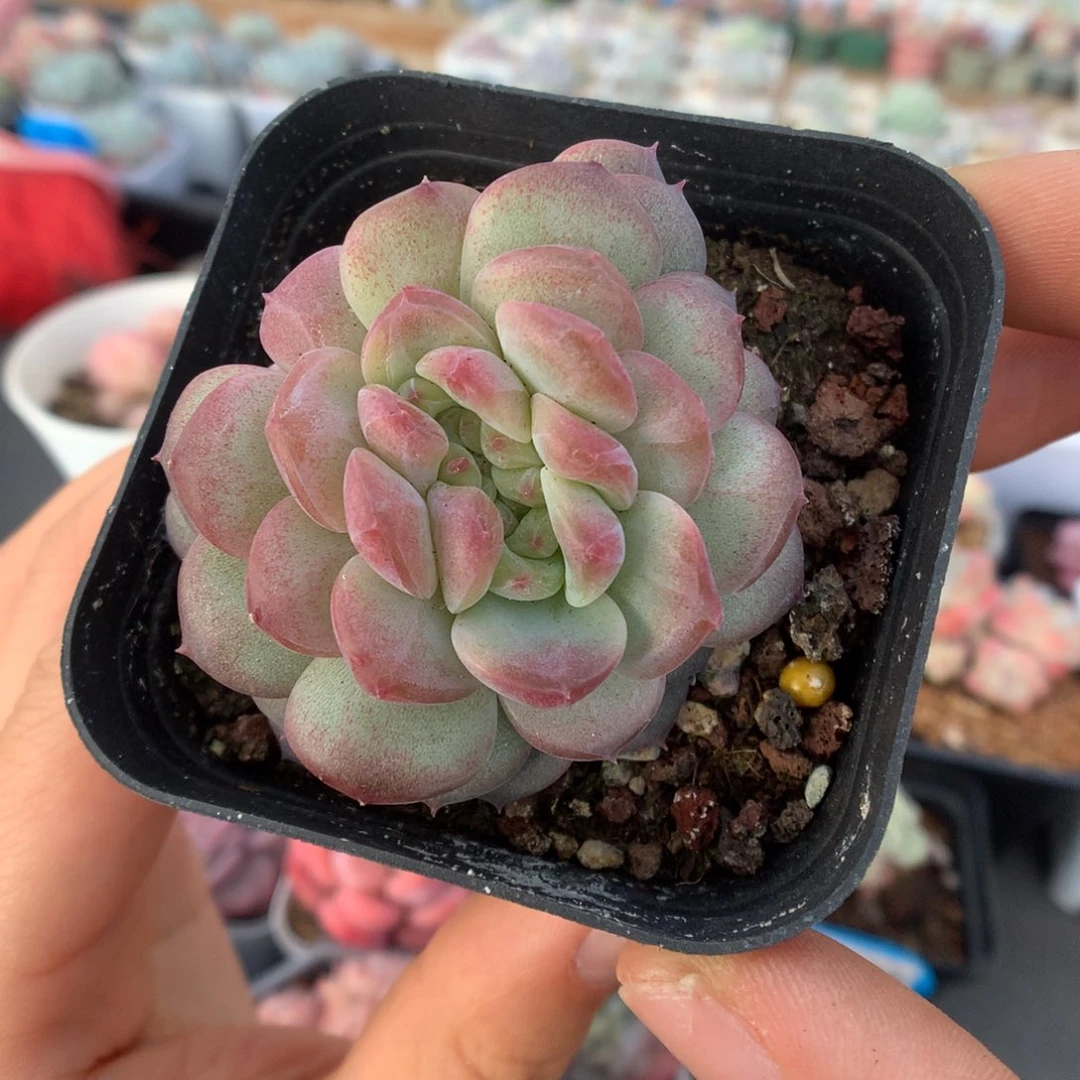 琥珀缀化多肉植物