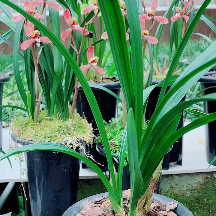 声***工完全开放一物一漂亮