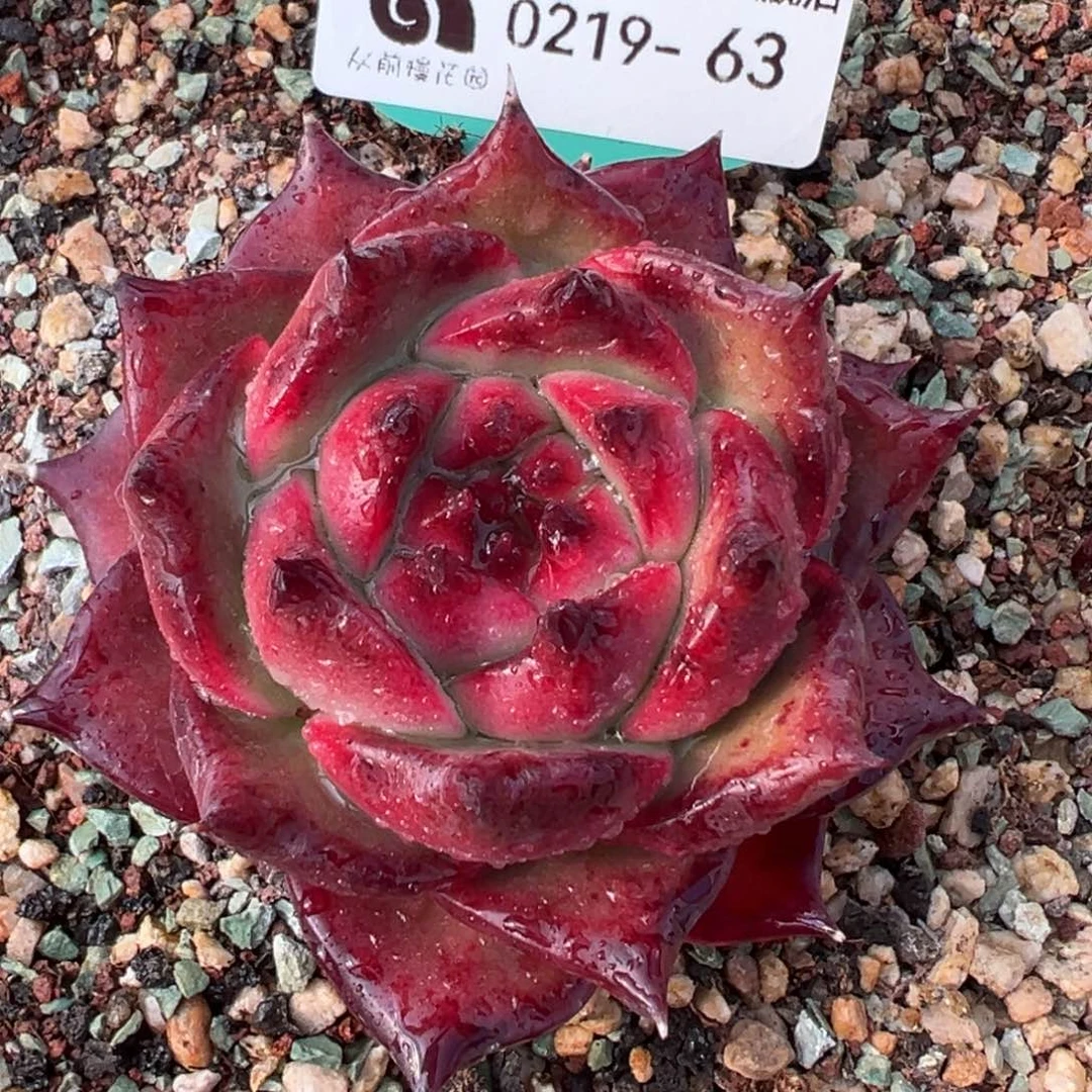 从前慢多肉精选编号0219.63