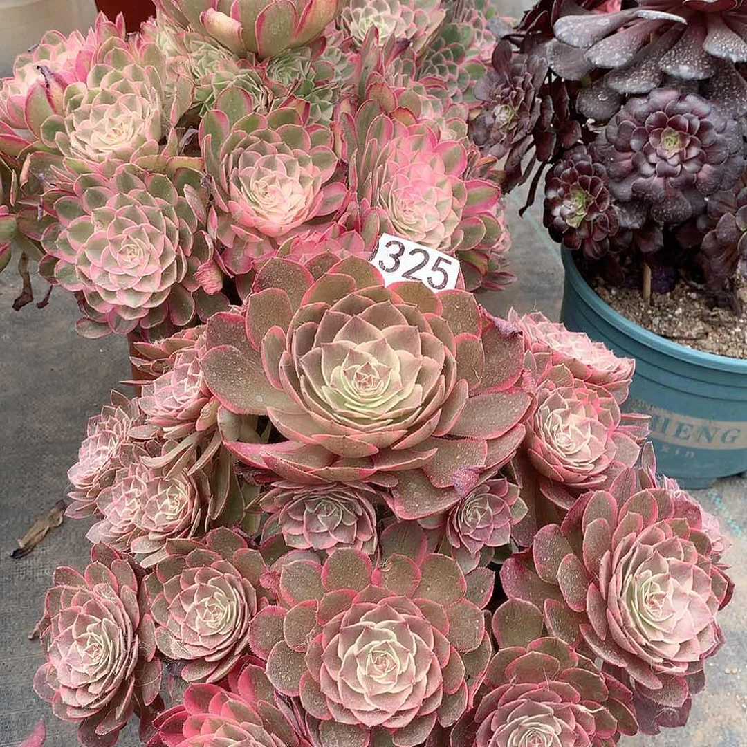 325.粉花妖多肉植物