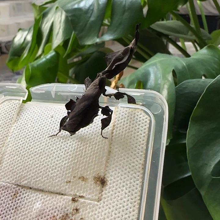 蟋蟀幽灵成体母 带套餐