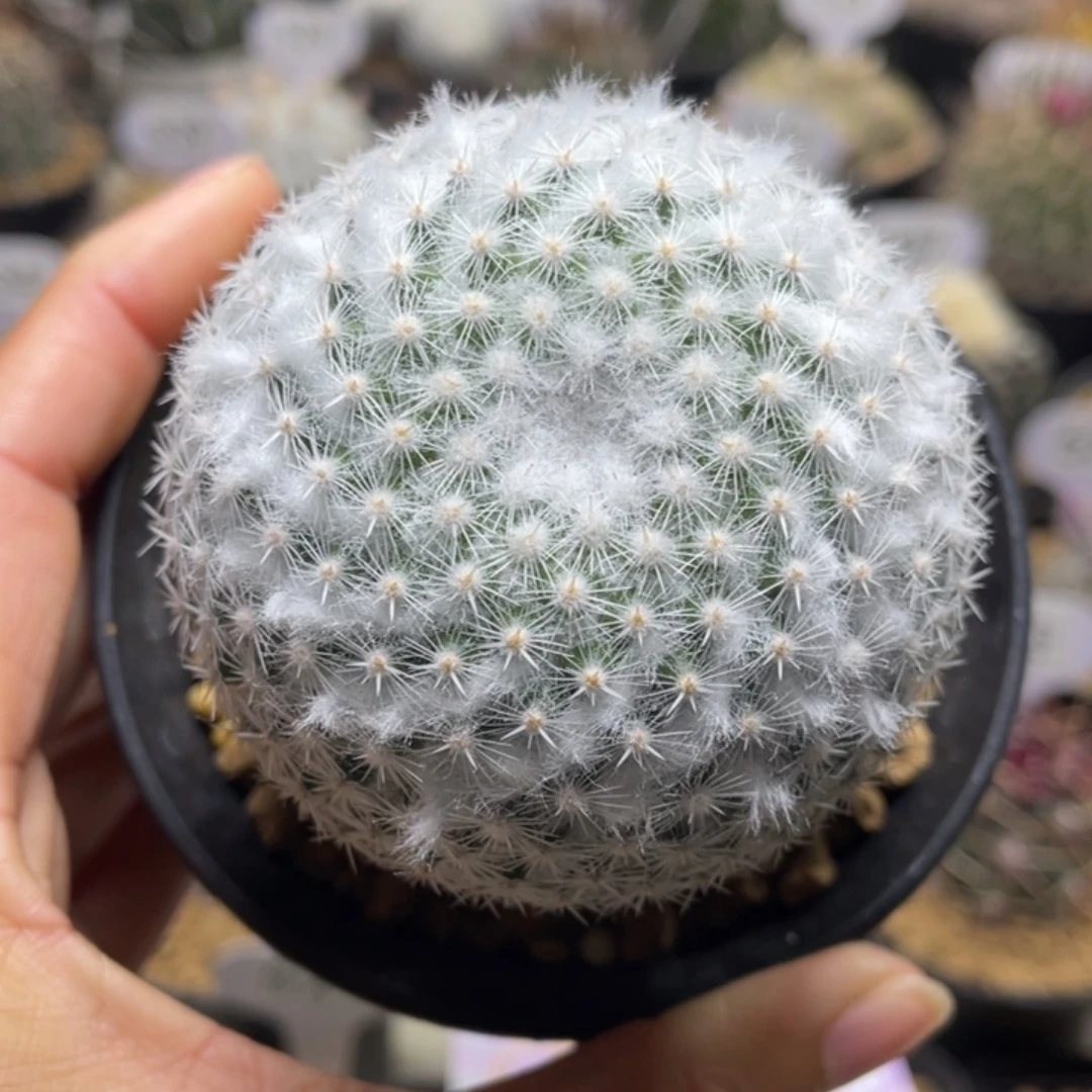 穴原希望丸   折后价