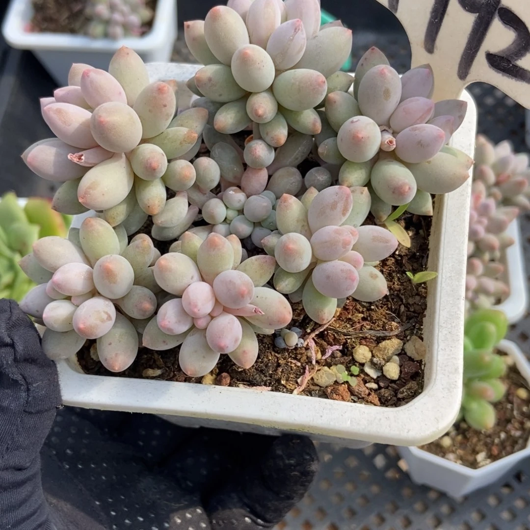 1992婴儿手指多肉植物保护