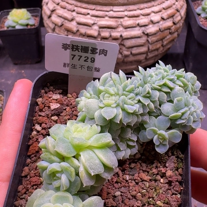 7729纸鸢缀化一物一拍7cm盆