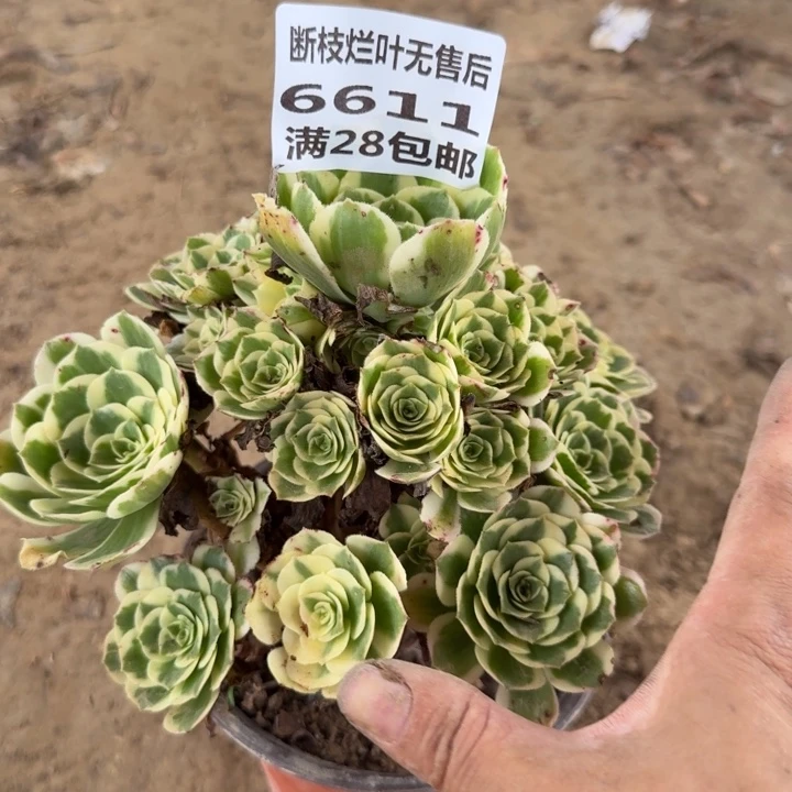 6611二号棚迈巴赫B