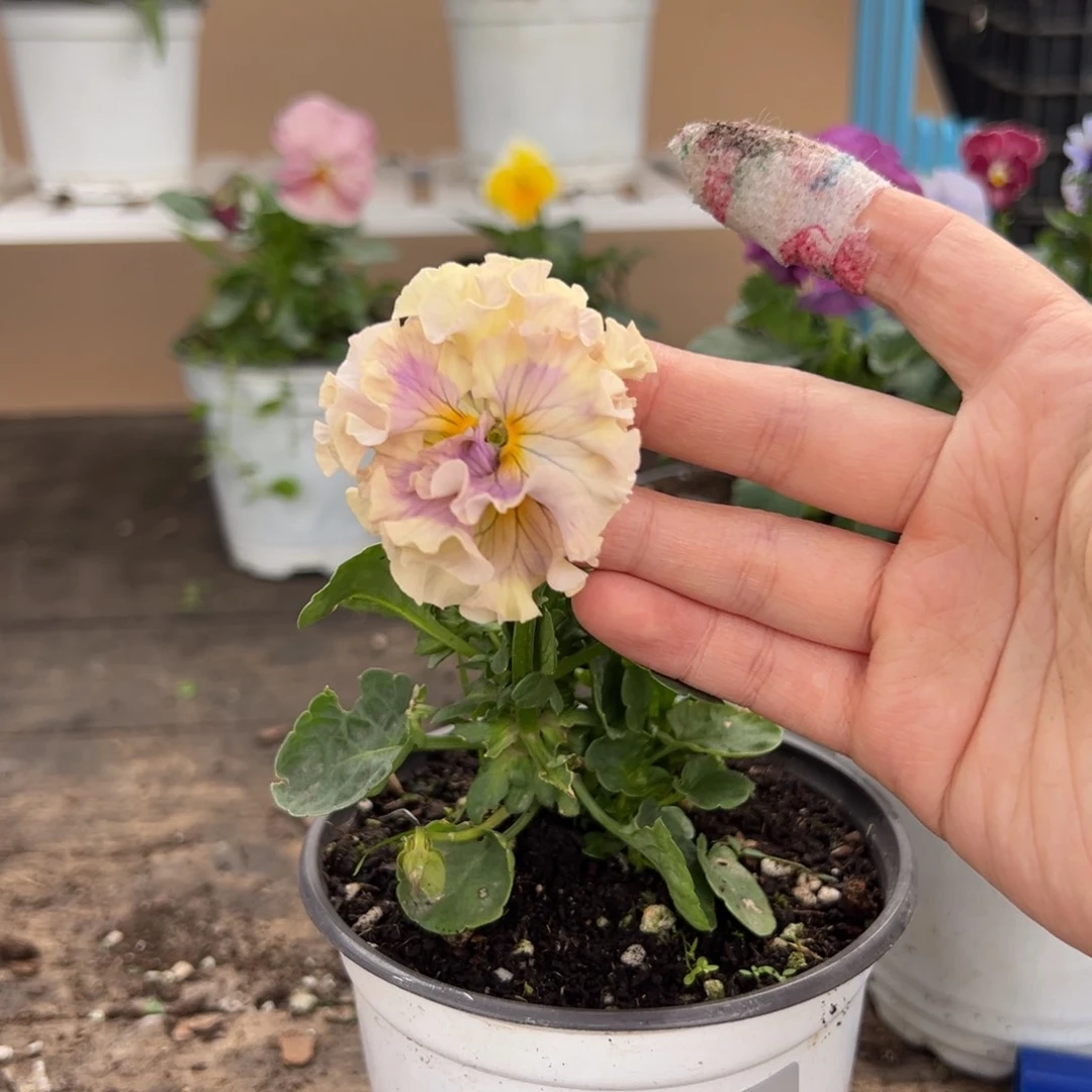 【闪购商品】完全开放418号