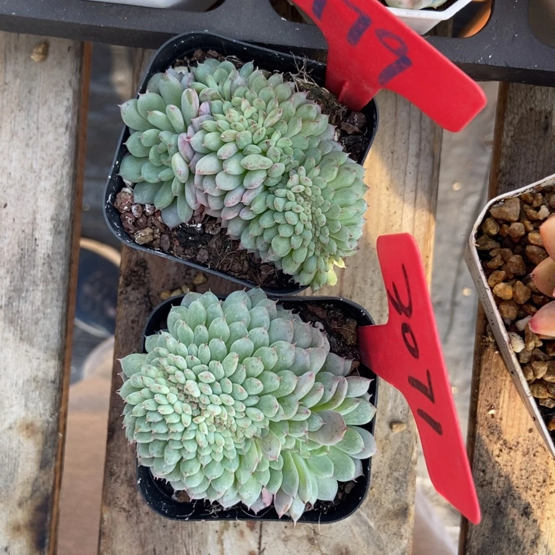 胡***图979 3071白胖子缀多肉植物