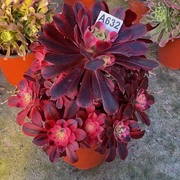 美杜莎多肉植物632