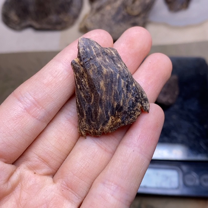 【闪购商品】香榧木壳子1克