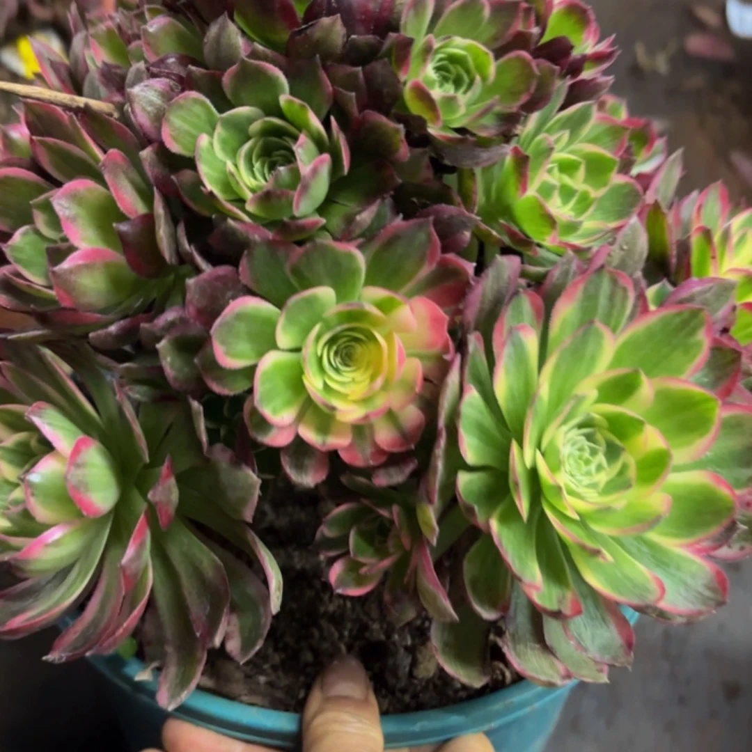 哈哈多肉葡萄福利121