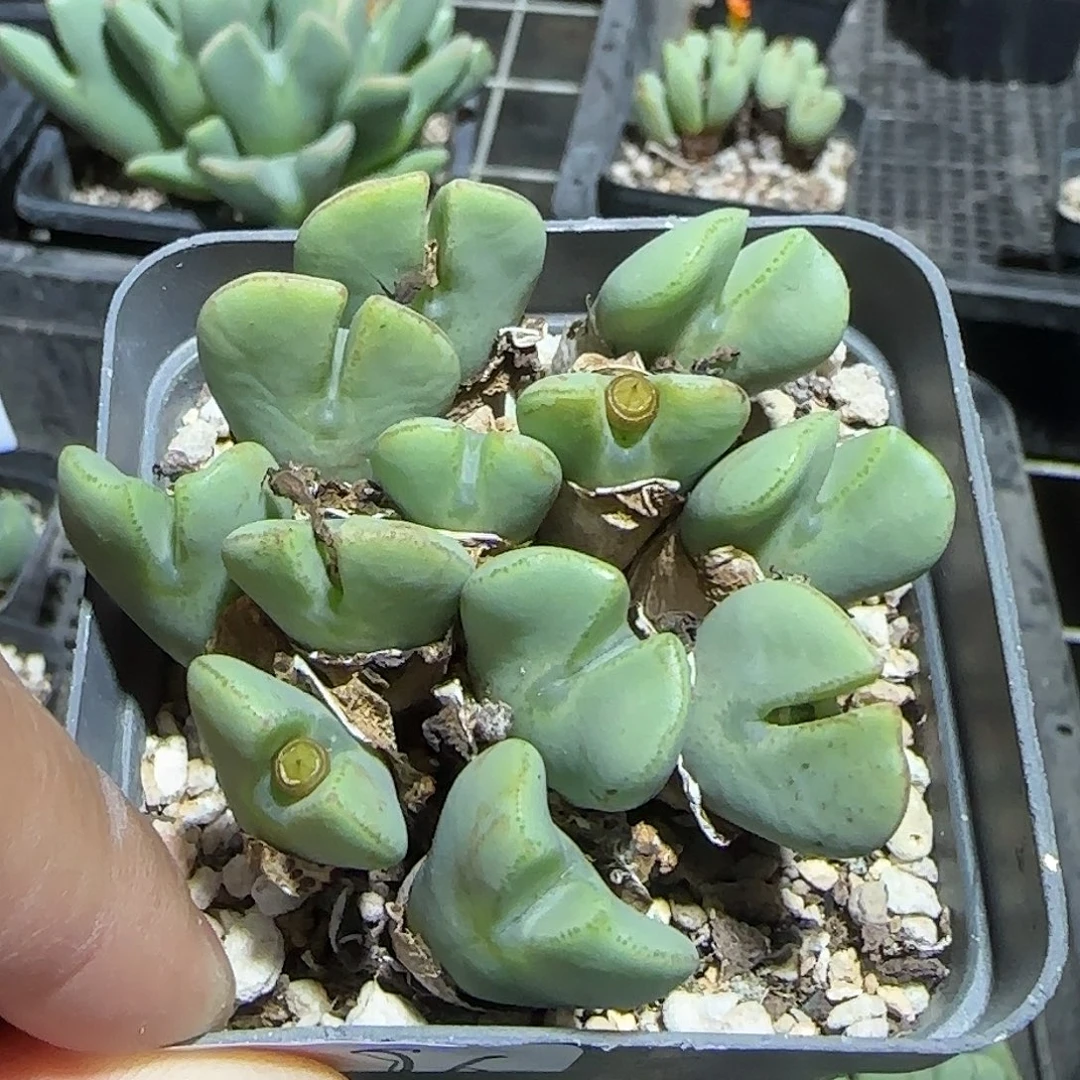 276号，下班福利，18包邮