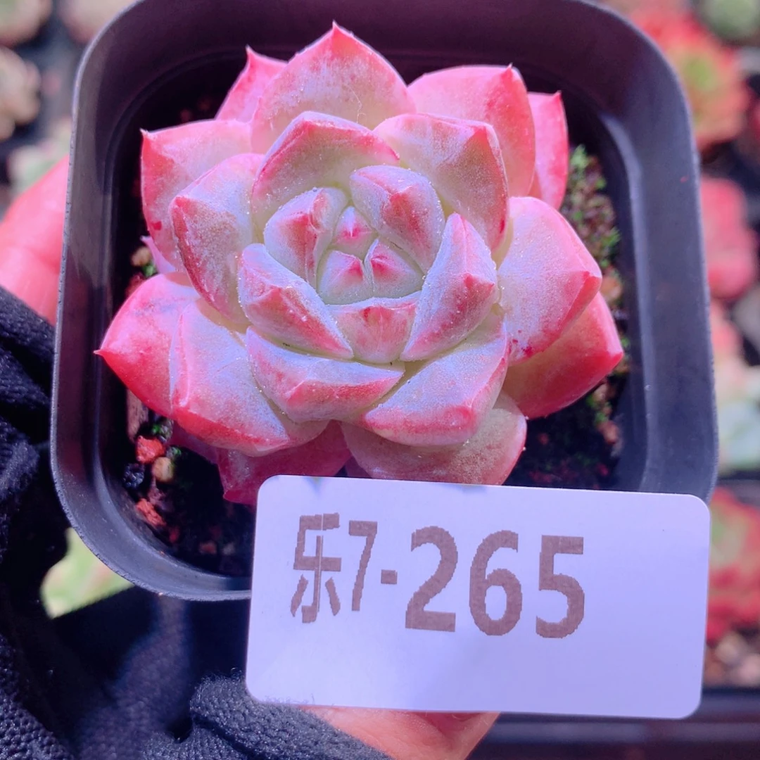 乐然7-265 粉钻单头