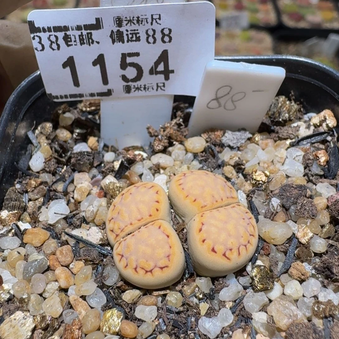 Sssss精品生石花1154