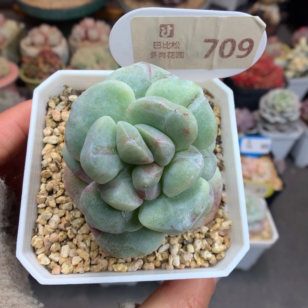 709冰玉石化多肉植物