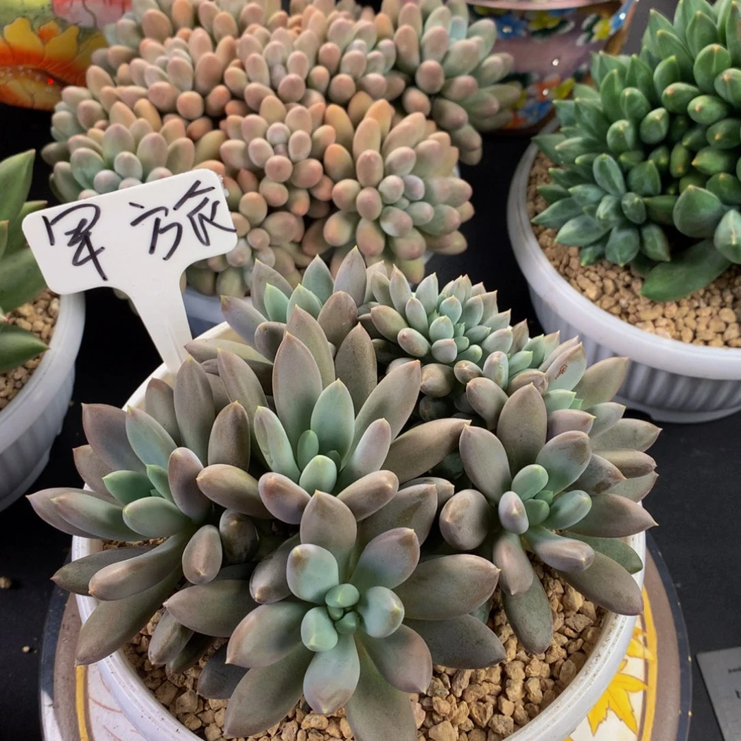 焦糖体哥特好看好看