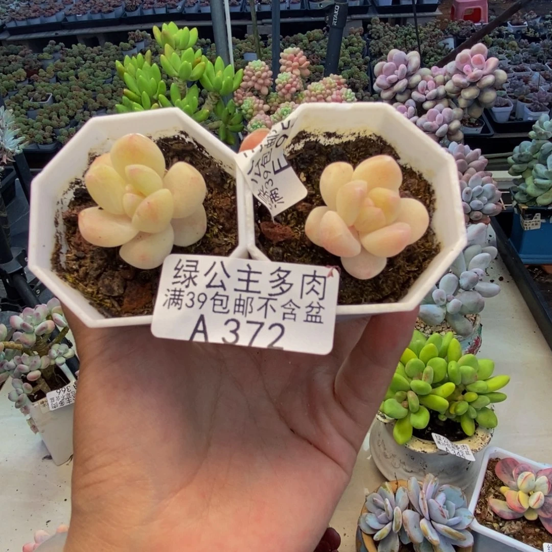 372珍妮冰玉多肉两颗