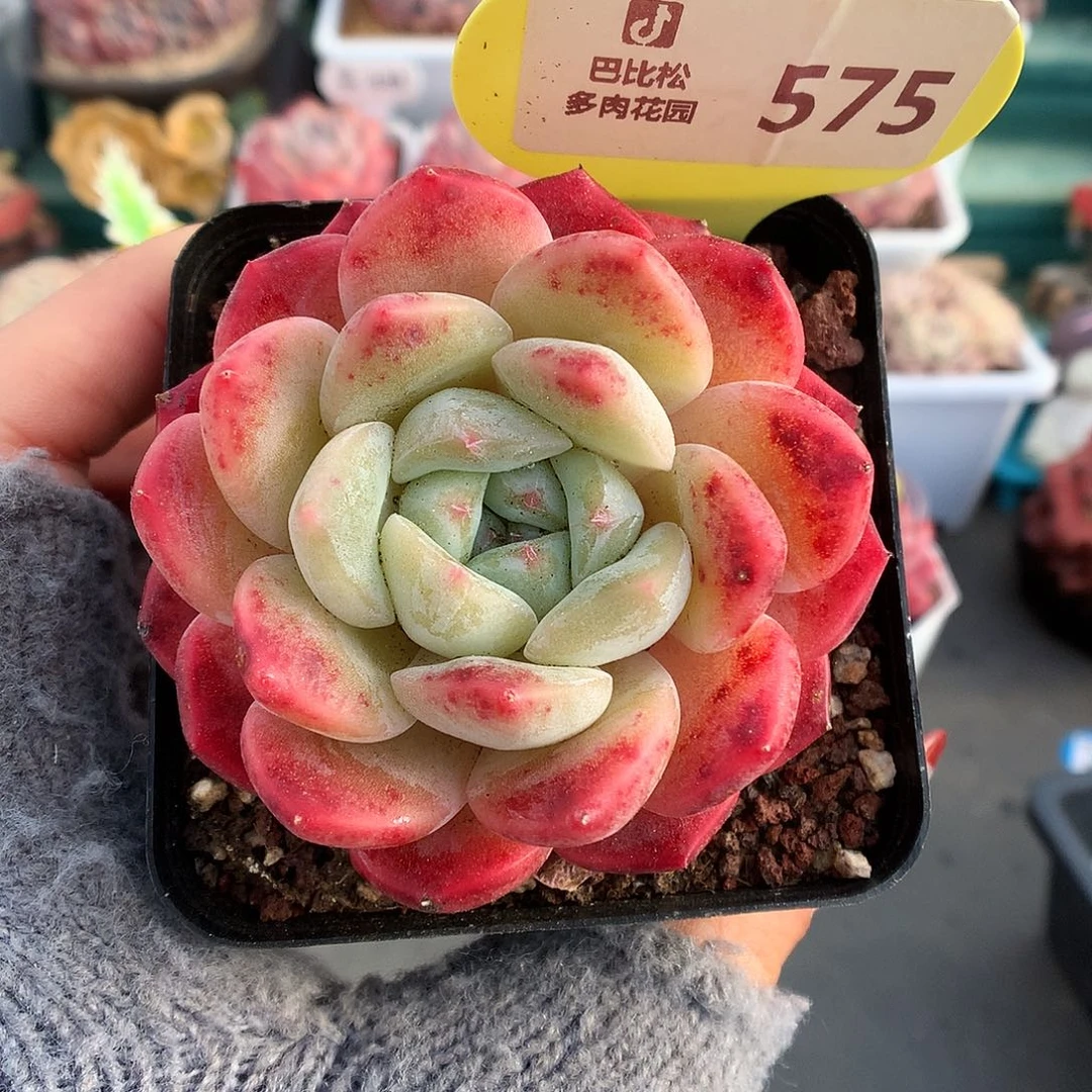 575糖心刚毅多肉植物