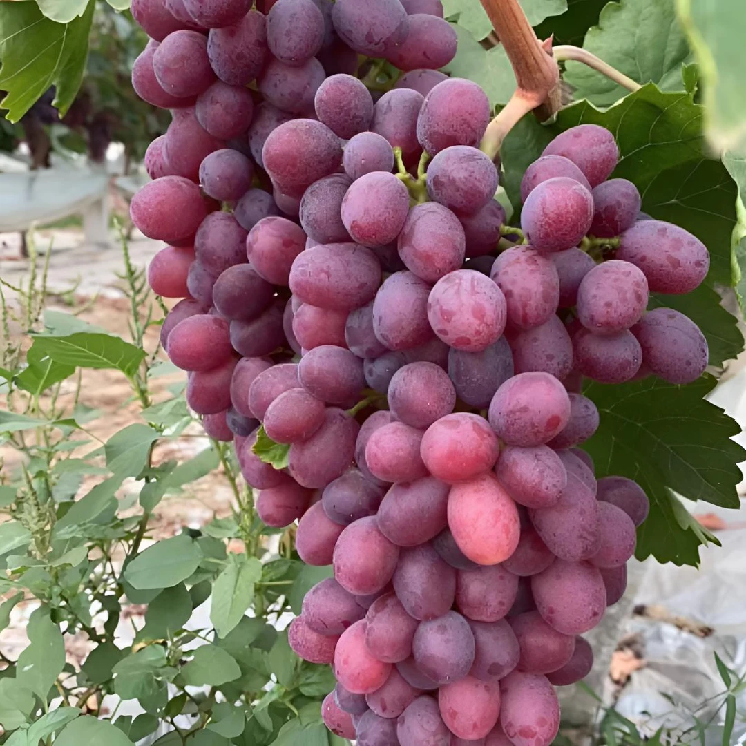 红艳天嫁接苗 早熟 产量高 耐运输