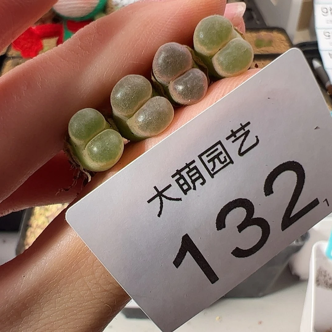 0000132 一物一拍。