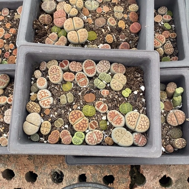Y***3生石花等植物的生长608