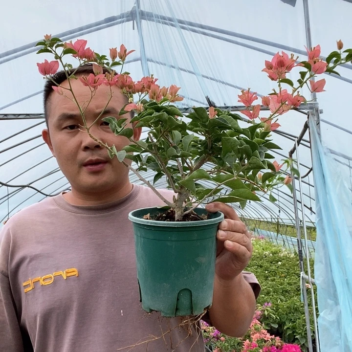 完全开放卡亚塔三角梅盛开的