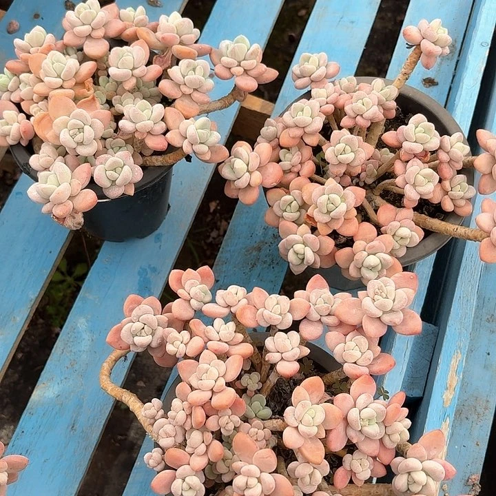 红洛神00000000000