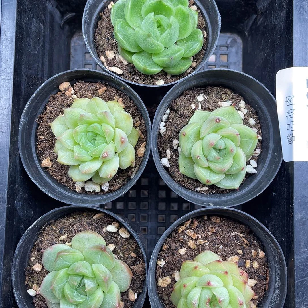 多肉一物一拍5-137