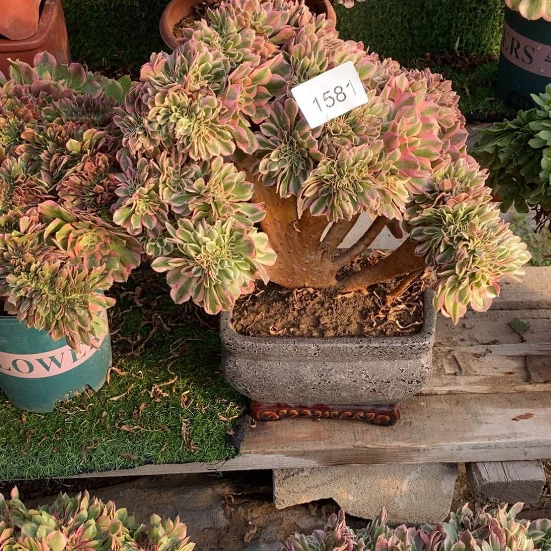 粉女巫多肉1581号粉女巫