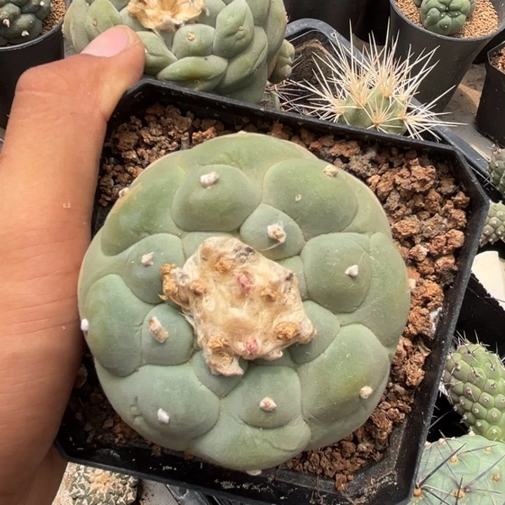草球落地仙人球开花下播福利