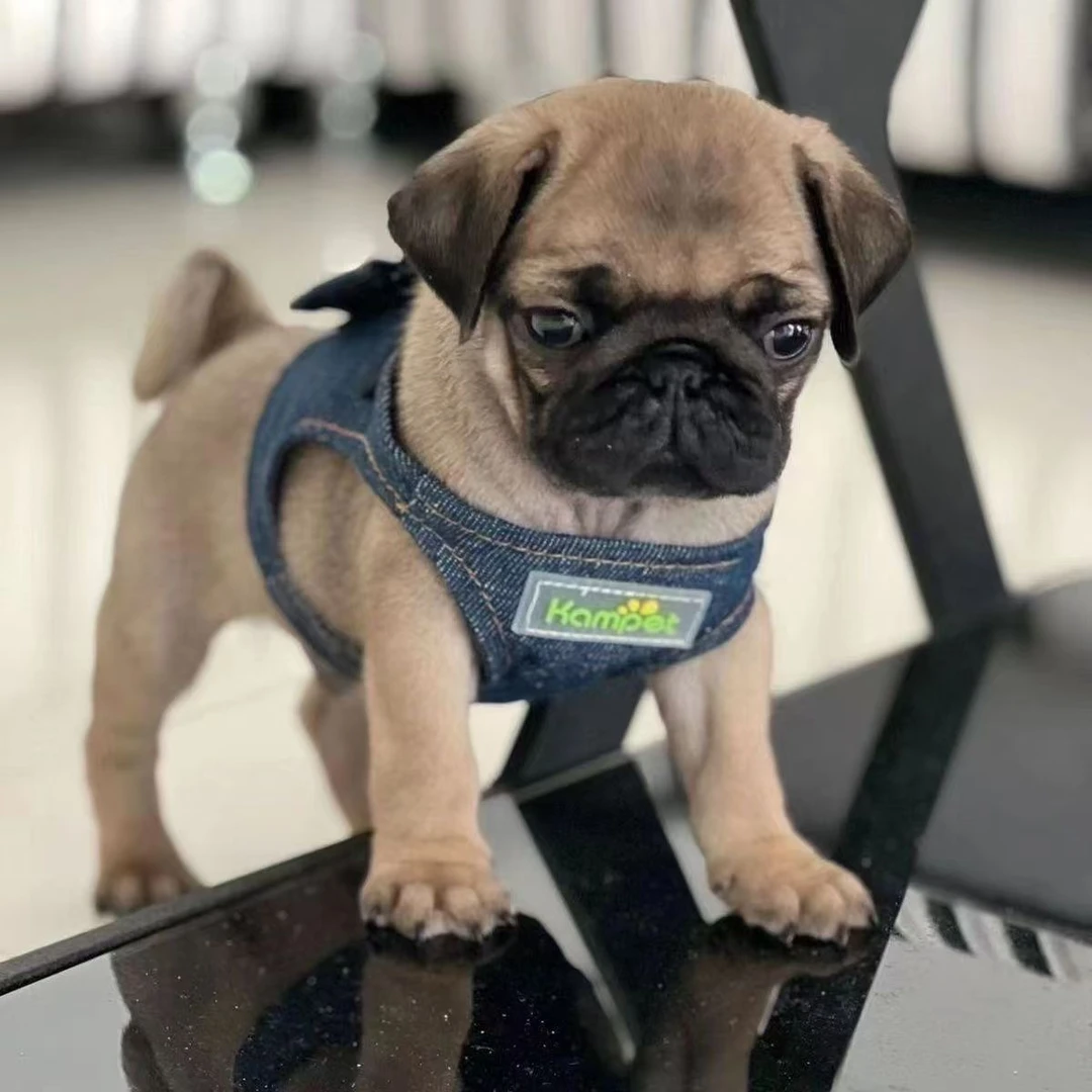 巴哥犬八哥幼犬短毛憨厚小型家养犬狗狗