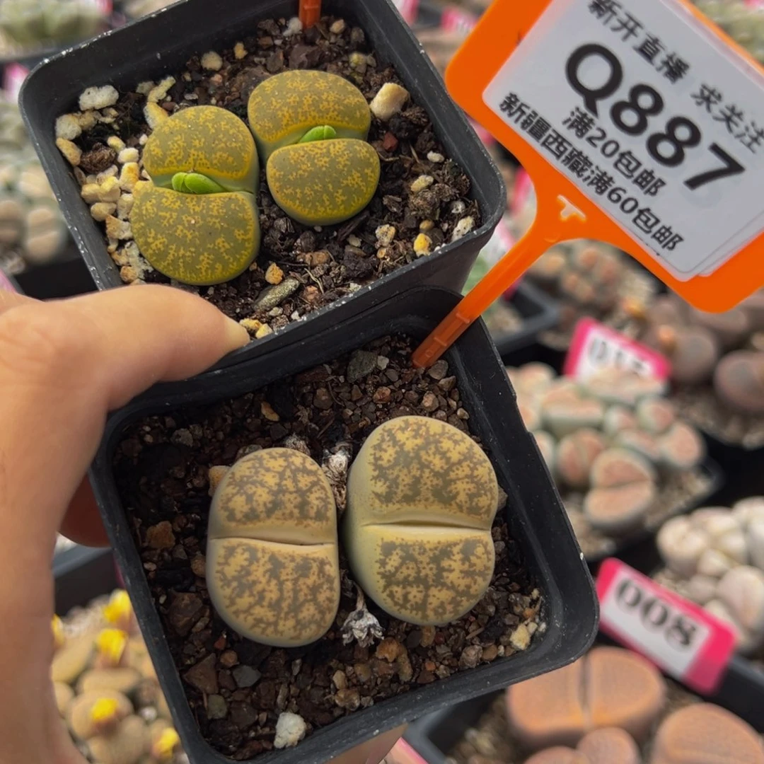 886.887 一物一拍，默认有伤，介意勿拍，不退不换