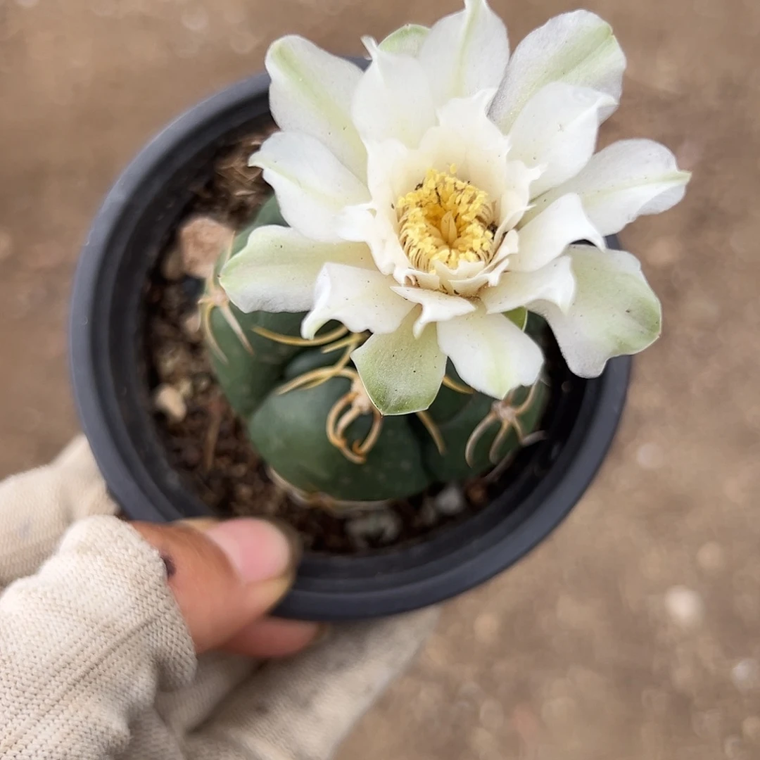 哈色特了呃呃呃呃呃呃呃呃