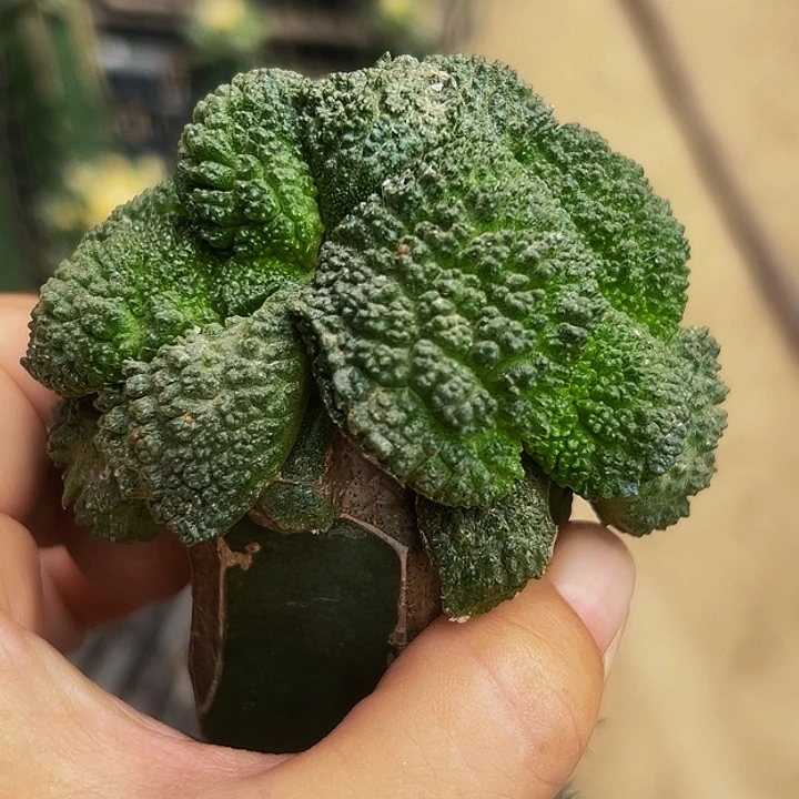 无花朵福利双头大尤无毛哥斯拉牡丹768