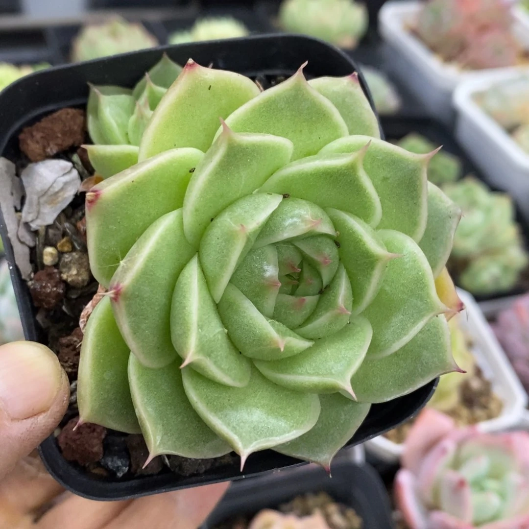 精品多肉一物一拍不包整28