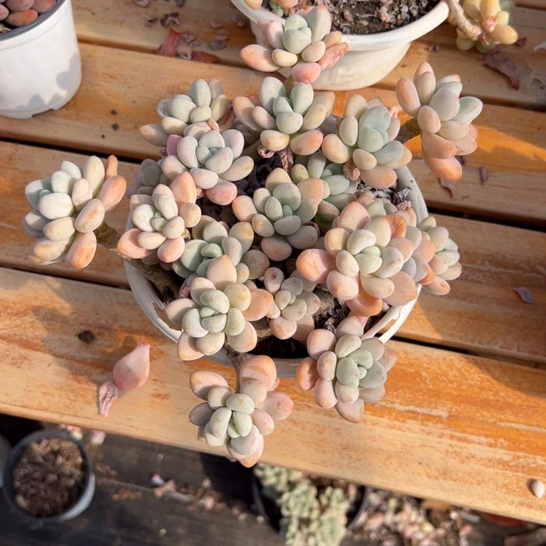 多肉香水洛神【非偏远地区满18包邮】