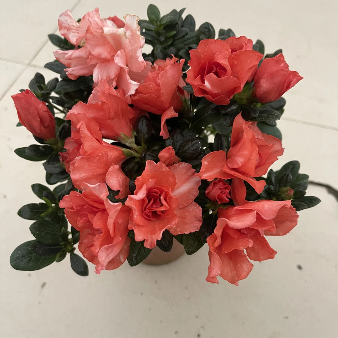 老盆樱桃红杜鹃盆栽四季开花室内外好养易活绿植   [刘]