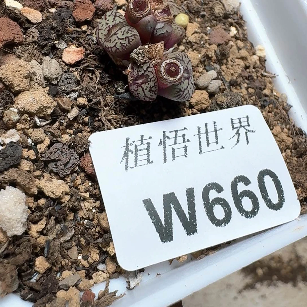660盒多肉植物哇c g