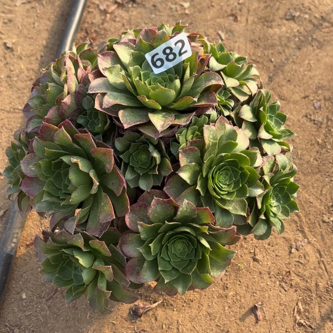 682万圣夜多肉不包损