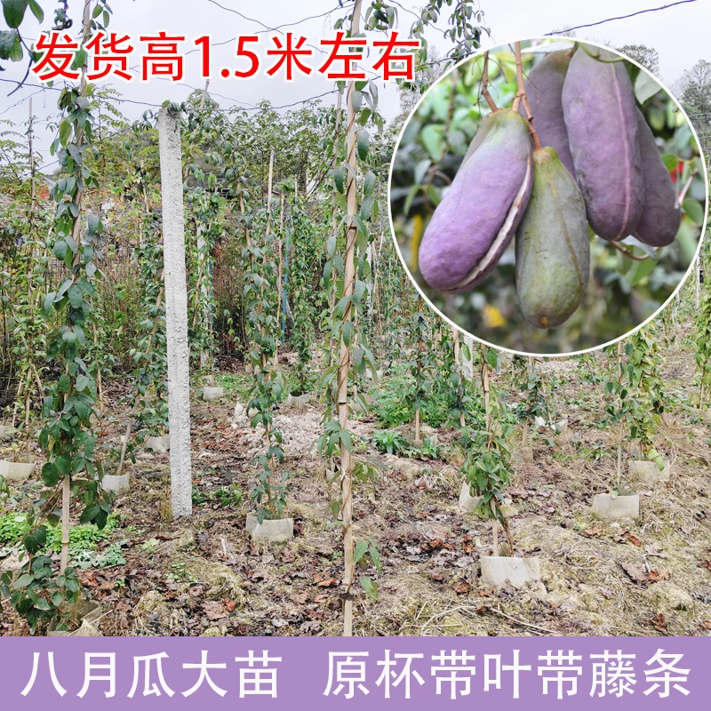 八月瓜大苗三叶木通观果观花植物可食用带土杯贵州发货