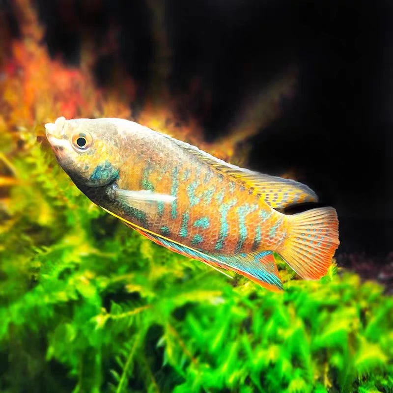 招财丽丽鱼活体好养耐活不打氧气观赏鱼热带淡水鱼<包活包损>