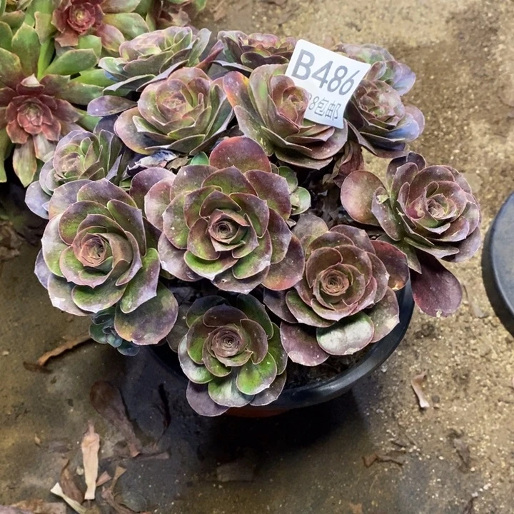 魅金多肉断头不包486