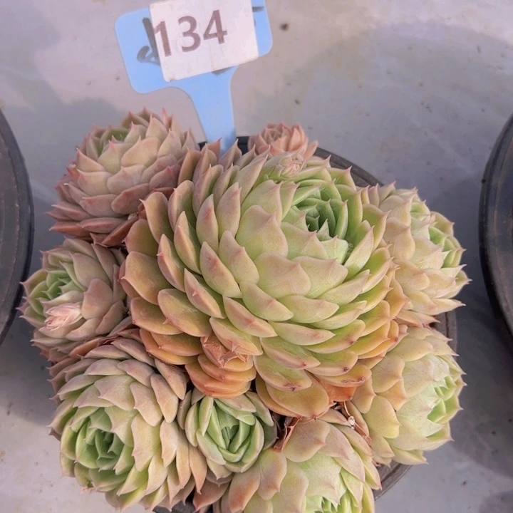 健健康康平平安安