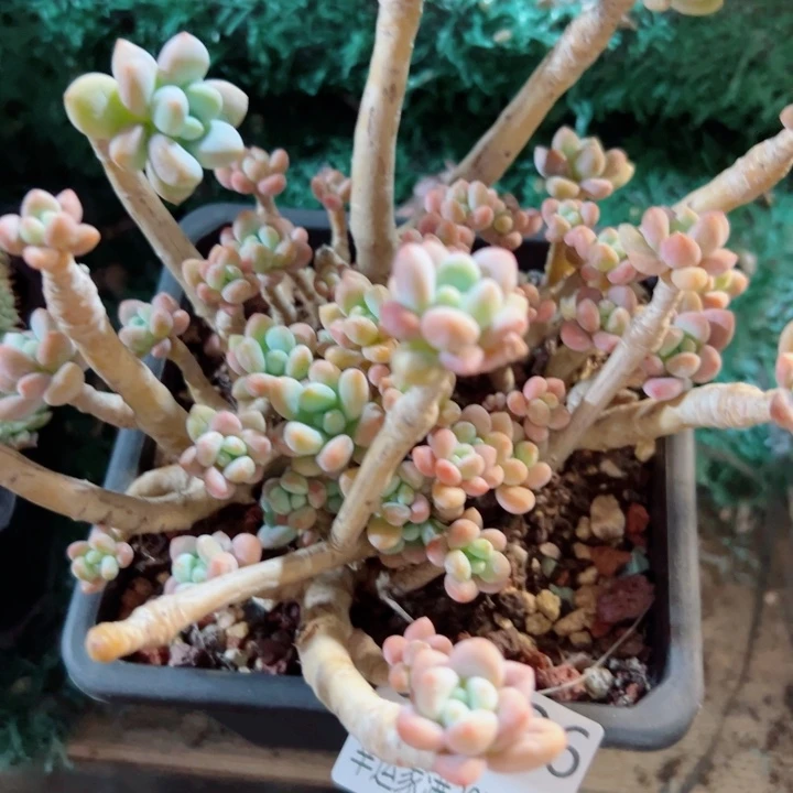 幸运的是我还没遇到你