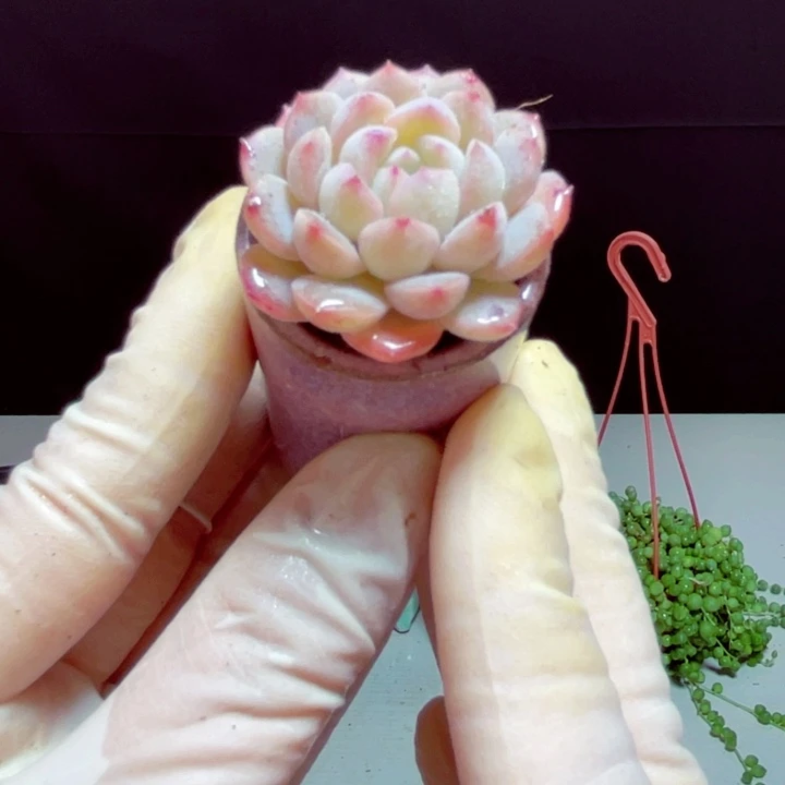 甘露样品1盆带盆发货