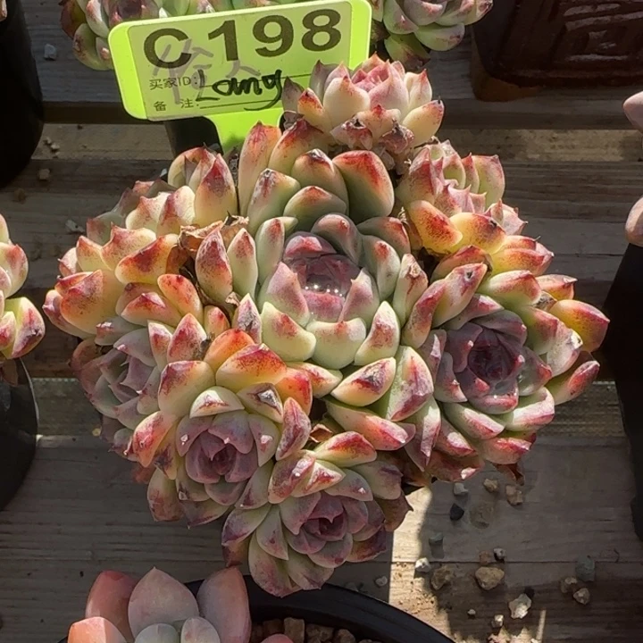 白杂黑群生五十包邮